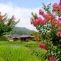 경주 서출지 여름 볼거리 배롱나무꽃과 연꽃이 있는 풍경