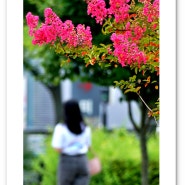 계절의 향기를 찾아서 - 배롱나무꽃이 아름다운 수원 중앙도서관 [2024.07.14]