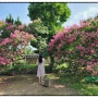 대구 배롱나무꽃 아줌마 인생 사진 만들기 하목정