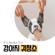 강아지 귀청소 주기, 하는법 A to Z