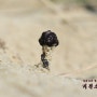 해변콩꼬투리버섯(임시명) - Xylaria ripicola