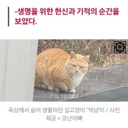 길고양이 옥냥이 소식이 뉴스로 전해졌어요.