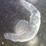 Firoloida desmarestia シリキレヒメゾウクラゲ (juvenile) 해파리고둥과의 1종 시리키레히메조우쿠라게의 유체
