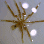 Pycnogonida spp. (Sea spiders) 바다거미류 촬영 모음(2023)