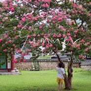 여름 여행 비오는 전주 향교 배롱나무꽃