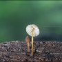 [제주 버섯] Mycena lux-coeli
