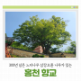 [홍천 가볼만한곳] 홍천 향교에는 300년이 넘은 느티나무 삼강오륜 나무가 있어요.