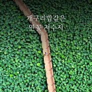 성주 가볼만한곳 뒷미지공원 연꽃 개화 시작