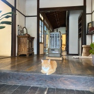 군산 고양이가 있는 월명동 카페 신민회 방문 후기🐱