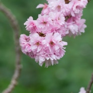 겹벚꽃 | Kew Gardens | ILCE-7RM5 | SEL70200G2