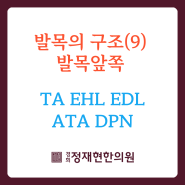 발목의 구조(9) - 발목앞쪽 TA EHL EDL ATA DPN