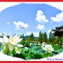 양수리 세미원 연꽃을 보러 가다. (2024.07.10.)