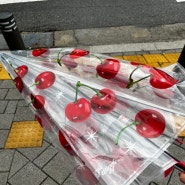 위글위글 투명 체리 우산, Sugar Candy Cherry 우산 -체리 덕후들 추천 내돈내산