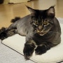 고양이 스크래처 방석 트레져캣 냥쿠냥쿠 사용후기