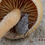 표주박바구미 - Scepticus uniformis