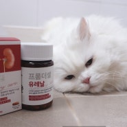 고양이방광염 혈뇨 고양이신부전영양제 프롬더셀 유레날