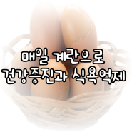 매일 계란으로 건강증진과 식욕억제