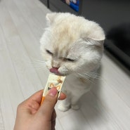 고양이 간식 추천 펫후 심쿵츄르 참치+연어 맛