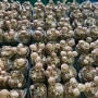 친환경으로 재배되는 무농약 생표고버섯