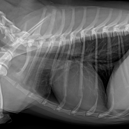 강아지 슬개골탈구 양측 경조골면 이식 수술 후기