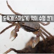 도둑게키우기 스마일게의 먹이 수명 집 청소