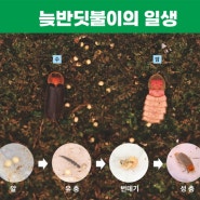 [유기농신문] 곤충전시체험관 ‘벅스리움’, 친환경 상징 ‘늦반딧불이’ 인공증식 성공