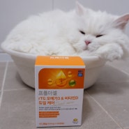 고양이오메가3 고양이피부병 영양제 프롬더셀 오메가3&비타민D
