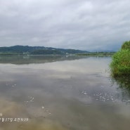 불어난 흙물 남한강 강준치... 산란으로 예민해진 의리의 물고기...