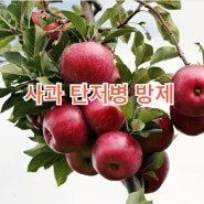 사과 과수원 관리 탄저병 증상과 방제