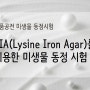 [생화학 동정시험] LIA(Lysine Iron Agar)를 이용한 생화학 미생물 동정실험