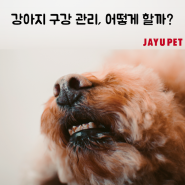 강아지 입냄새, 어떤 치약을 써야 할까?