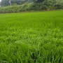 무농약 백진주쌀 생산을 위한 김매기