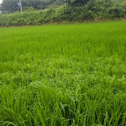무농약 백진주쌀 생산을 위한 김매기