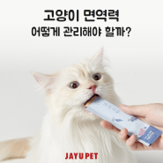 고양이 면역력, 어떻게 관리해야 할까?