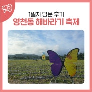 영천동 2024 해바라기 축제 1일차 방문 후기