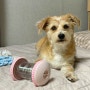 파미고펫 노즈워크 롤러 :: 강아지 스트레스 분리불안 해소 강아지장난감 추천