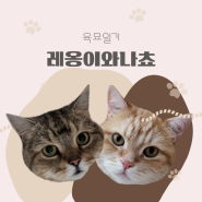 귀염둥이 냥이들 육묘일상