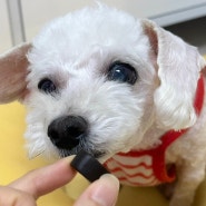 강아지 눈영양제 베리봄 하나로 눈과 피부 더블케어하세요!