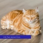 고양이 신부전 증상과 진단, 치료