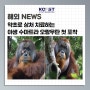 [해외뉴스] 약초로 상처 치료하는 야생 수마트라 오랑우탄 첫 포착(과학과기술, 2024.6)