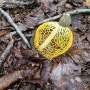 도덕산 노란망태버섯
