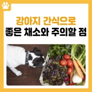강아지가 간식으로 먹으면 좋은 채소와 주의할 점