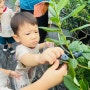 어린이집 블루베리 체험농장 견학시 유의할점! 집에서도 이건 꼭 체크해 주세요