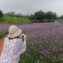 장성 동화마을 보랏빛 버베나 꽃구경