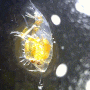 Hyperiidea spp. (hyperiid amphipod;planktonic-large eye-amphipod) 부유생활하는 히페리드 암피포드-류(단각류) 촬영 모음2023