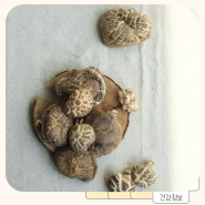 표고버섯 영지버섯 효능 노루궁뎅이버섯 새송이버섯 효능
