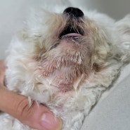 강아지 피부병 농피증 세균성 피부염 피부딱지 원인 치료