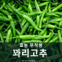 꽈리고추 효능 부작용 칼로리 알아보기