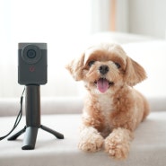 유튜브 브이로그 카메라 캐논 파워샷 V10 강아지 CCTV