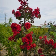 다이너마이트 백일홍 꽃나무가 짙은 빨강색으로 농원을 붉게 물들이다